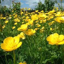 25 Meaning Of Flowers Beginning With B Buttercup Flower Plants Flower Desktop Wallpaper