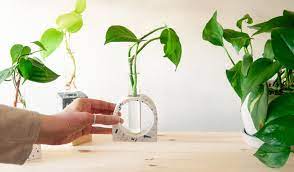 How To Propagate Trailing Plants In Water Or Soil Bloomscape