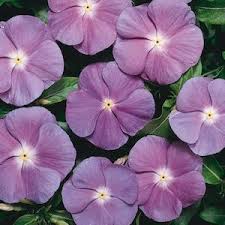 Vinca Seeds 45 Varieties Annual Flower Seeds Annual Flowers Flower Seeds Flowers