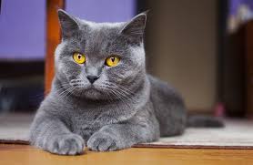 British Shorthair The Ultimate Guide To Their History Types Characteristics Temperament And Care Kitty Wise British Shorthair British Shorthair Cats Cats