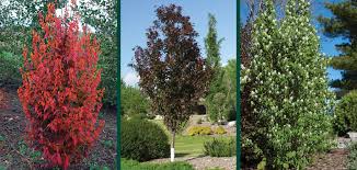 Or can a tree grow only to the point that water transport limits it? Urban Trees Narrow Space Savers Knowledgebase Johnson S Nursery