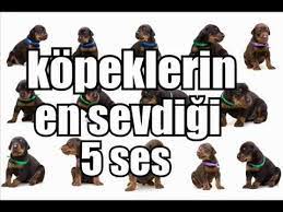 kopeklerin sevdigi sesler kopekler bu seslere bayiliyor youtube