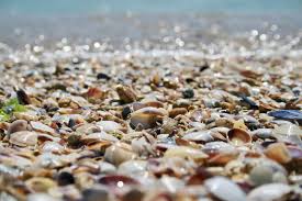 Sanibel siesta on the beach. Pin On Favorite Places