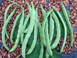 For companion planting benefits, plant kentucky wonder pole beans with corn; Kentucky Wonder Old Homestead Pole Snap Bean