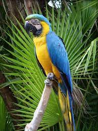 El Guacamayo Azulamarillo Ara Ararauna Tambien Conocido Como Guacamayo Azul Y Amarillo Papagayo Amarillo O Paraba Blue And Gold Macaw Blue Macaw Pet Birds