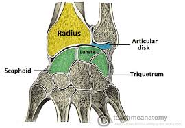 The radioulnar joints are two locations in which the radius and ulna articulate in the forearm. The Radioulnar Joints Teachmeanatomy