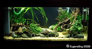 Indeed, putting design in an aquascape is really challenging. Image Result For Pleco Tank Planted Aquarium Aquarium Fish Tank