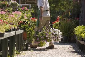 Plants To Buy Click Plants Buy Lavender Plants Buy Plants Online