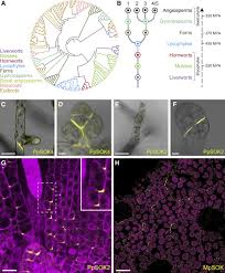 We did not find results for: Dix Domain Polymerization Drives Assembly Of Plant Cell Polarity Complexes Sciencedirect