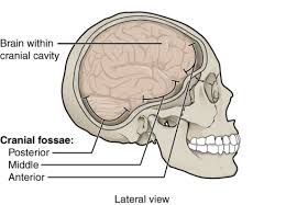 Ullrich says that the inflammation in the facet joints in the cervical spine between the shoulders and base of the head causes pain at the back of the head. 7 2 Head And Neck Basic Concepts Nursing Skills