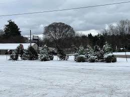 We still have a number of trees...