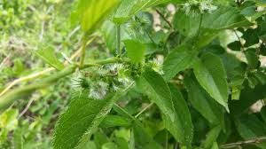 Image result for Tragia brevipes-benthamii-okanyu