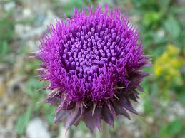 The following photos will allow you to identify blue and purple flowering plants. Deep Purple Flower Pictures Of Carduus Nutans Asteraceae Wildflowers Of West Usa