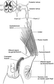 Image result for Cremasteric Reflex