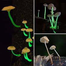 Most hardwood varieties of trees can work including beech, poplar, maple, oak, birch, elm and more. New Species Of Glowing Mushroom Found Growing On Dead Bamboo In India Glowing Mushrooms Stuffed Mushrooms Mushroom Lights