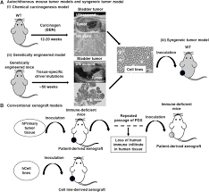 Animal models of cancer cell lines. Faithful Preclinical Mouse Models For Better Translation To Bedside In The Field Of Immuno Oncology Springerlink