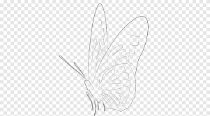 Pada saat masih menjadi seekor ulat maka tidak ada orang yang menyukainya. Kupu Kupu Kuas Kaki Desain Ngengat Sketsa Kupu Kupu Gambar Garis Kupu Kupu Makhluk Legendaris Sudut Png Pngegg