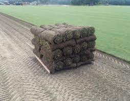 Maybe you would like to learn more about one of these? Southeastern Sod Southeasternsod Com