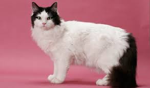 Read on to see if this is the cat for you! Ragamuffin Cat Breed Information