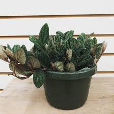 Image result for Pellaea doniana