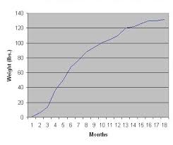 schnauzer growth chart related keywords suggestions