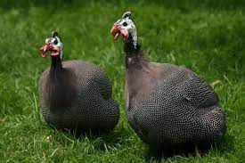 Vanillanut published march 14, 2021 10 views. Raising Guinea Fowl A Low Maintenance Flock Mother Earth News