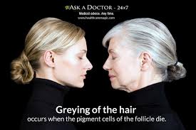 This however has to be done gently and not forcefully. Truth Or Myth Pulling Out A Gray Hair Increases Gray Hair Growth Truth Or Myth Ask A Doctor 24x7