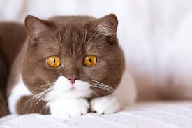 Oh Wow First Time In My Life I Ever Encounter Such Cuteness Pretty Cats Gorgeous Cats Cute Cats And Kittens