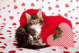 Just in time to send to your valentine sweetheart, a huge selection of the. Kitten With Valentine Theme By Shutterstock Valentines Day Cat Kitten Wallpaper Pet Holiday