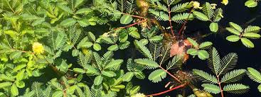 Image result for Neptunia oleracea