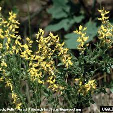 Image result for Agrostis quinqueseta