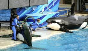 Click to see full answer. Seaworld Intends To Replace Shamu Show With A New Orca Experience In 2017 The San Diego Union Tribune