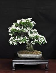See 44 unbiased reviews of bonsai japanese steakhouse, rated 4 of 5 on tripadvisor and ranked #21 of 227 restaurants in sandy. Japanese Holly Tree Ilex Crenata Bulb