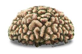 Image result for Microcoelia corallina