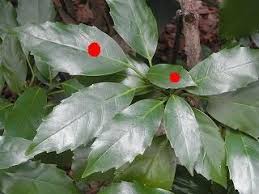 不等葉って 何か隠してない 好奇心の植物観察
