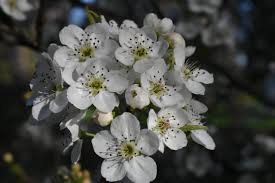 Image result for Pyrus pyrifolia