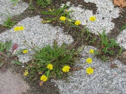 Image result for Crepis newii