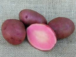 One of the biggest reasons for failures is planting vegetables in the garden too soon or too late. Potato Varieties And How To Grow And Use Hgtv