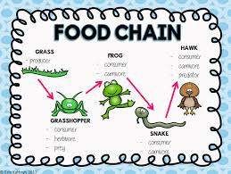 10 Biotic Factors In The Ocean This Powerpoint And Notes Set Is Everything You Need To Teach Your Students About Food Chains And Food Webs It Covers Energy P Food Chain Food Web Powerpoint