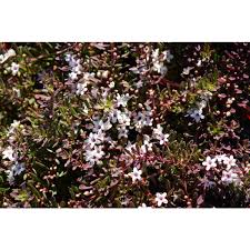 Image result for Petalidium parvifolium