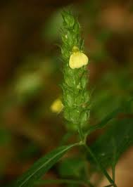 Image result for Justicia flava