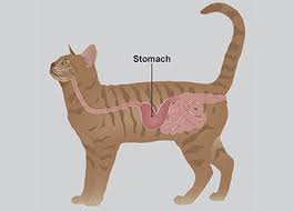 It may occur as a short episode or may be of a long duration. Gastritis In Cats Pdsa