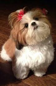 Female Shih Tzu Showing Off Her Pony Tail Shih Tzu Shih Tzu Puppy Doggy