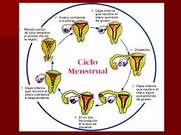 Todo Sobre Solfa Syllable Periodo Cuantos Dias Dura El Ciclo Menstrual De Una Mujer