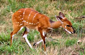 Image result for Mimosa mossambicensis