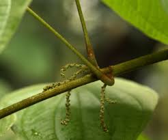 Image result for Dioscorea schimperiana