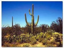 The cactus will continue to grow and often its nurse tree will expire. Saguaro Cactus Desertusa