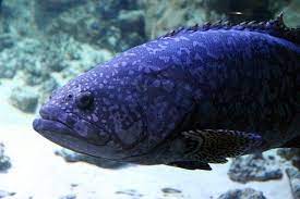 鱼 动物 水下 水族馆 海底世界 水 蓝色背景 深海鱼 underwater pictures underwater animals
