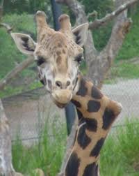 Instead of turning away after her own spine was straightened, samiâ€™s devoting herself to a nonprofit sheâ€™s. Gemina The Crooked Neck Giraffe Karen B Winnick