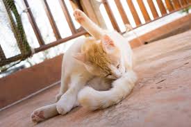 In other words, the signs and symptoms can occur due to a number of different conditions. Feline Rectal Bleeding Lovetoknow